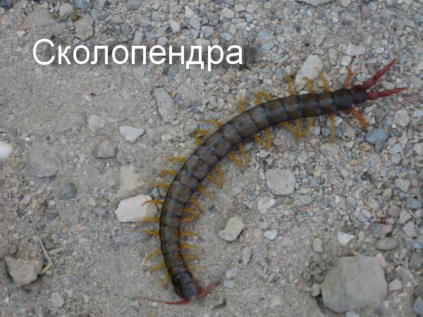 2 skolopendra